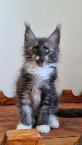 Samantha/ reserved for Briana 
