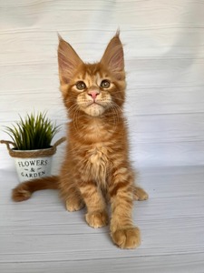 Kevin red boy/ a reserved for Jeffrey  