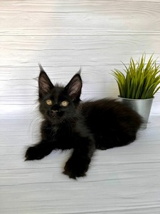 Kira black girl/ reserved for Madison 
