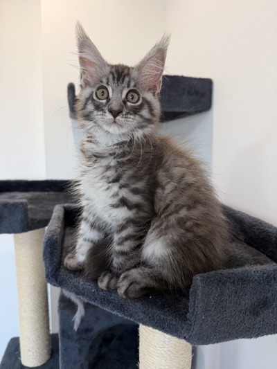 Arnold silver mackerel male/ reserved for Barbara/ SOLD
