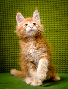 Kane red boy/ reserved for Breanna 