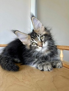 W2 Black Marble male/ reserved for Alexis 
