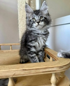 W3 Black Silver male/ reserved for Nichole and Bryan 