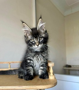 MAXWELL black marble male/ reserved for Lisa Perry 