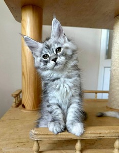 W7 high silver female/ reserved for Alice 