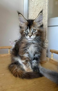 W8 silver marble female/ reserved for Alice 