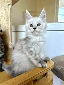 W9 black smoke high silver male/ reserved for Jason WI