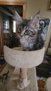 F1 male/ reserved for Carolyne 