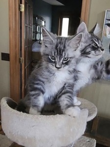 F2 Female/ available