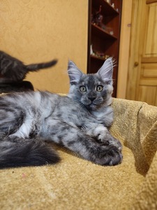 N7 black silver boy/reserved for Casey 
