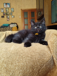 Majikat / N4 black male/ reserved for Cynthia 