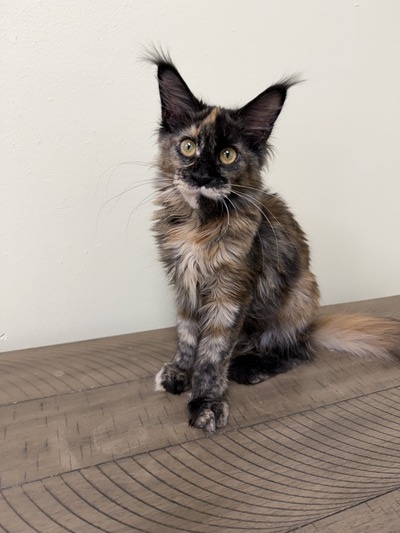 Gidget female/ reserved for Sarah/sold