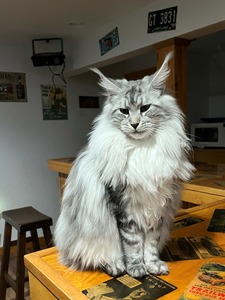 maine coon large kittens for sale near me breeders price cats cat ...