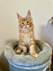 Frank red tabby male/ reserved for Tony IA/SOLD