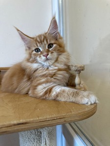 Foxey red tabby female / sold