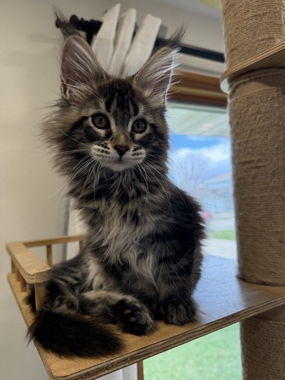 Sandra female/ available