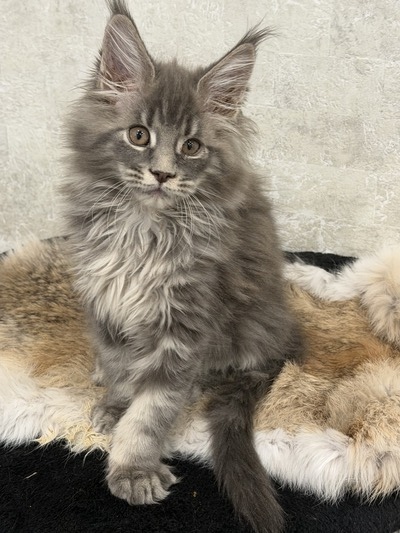 Mercury male/  available