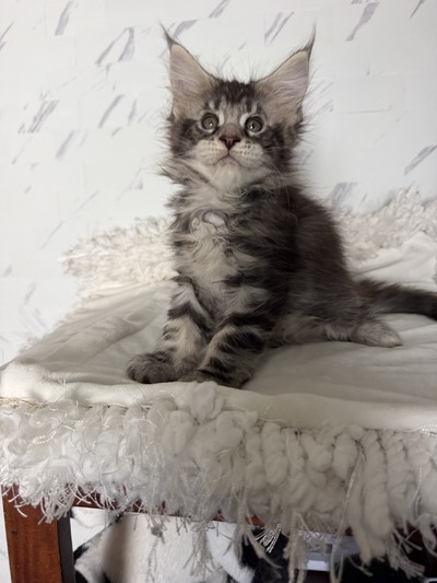 Hunter male/ available