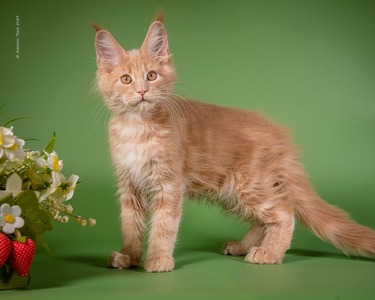 Purebred Exotic Shorthair Kittens for Sale in KS Reputable Breeder