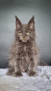 Leva blue smoke male/ reserved for Michael/ SOLD