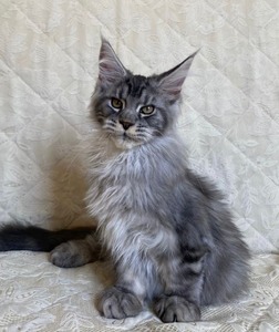 Colin silver male/ reserved for Mike/ SOLD