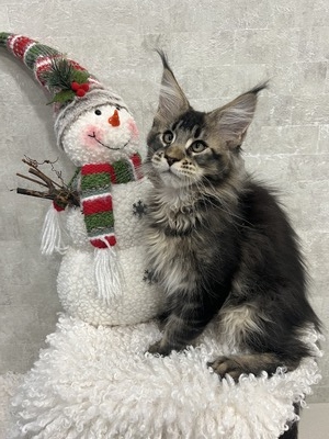 Bandit brown tabby/ reserved for Chasity /sold 