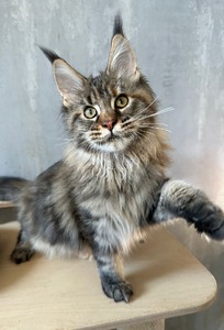 Flora tortoiseshell female/ sold to Jeannie 