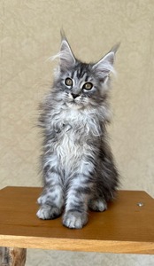Fantasy silver female/ sold 