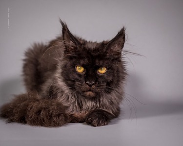 Claire black smoke /spayed /reserved for Gloria 