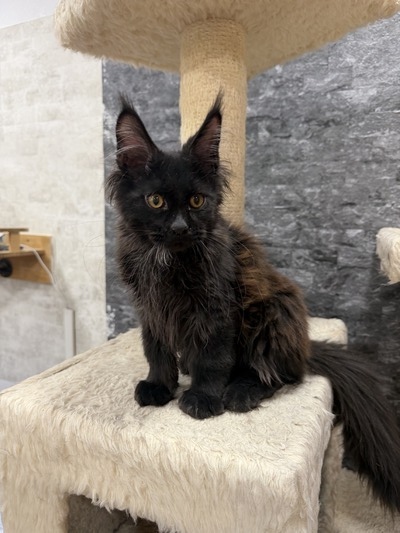 Prince male/ reserved for Richard