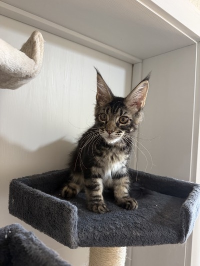 Rocky  tabby/ available