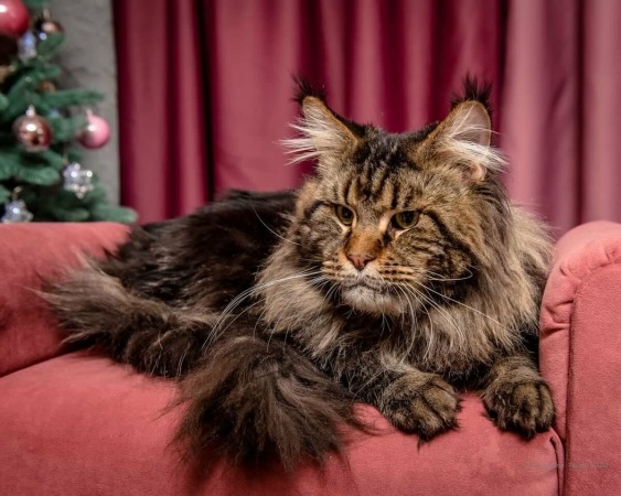 Dobrev Coons Cattery Maine Coon for Sale Pedigree Purebred Kittens ...