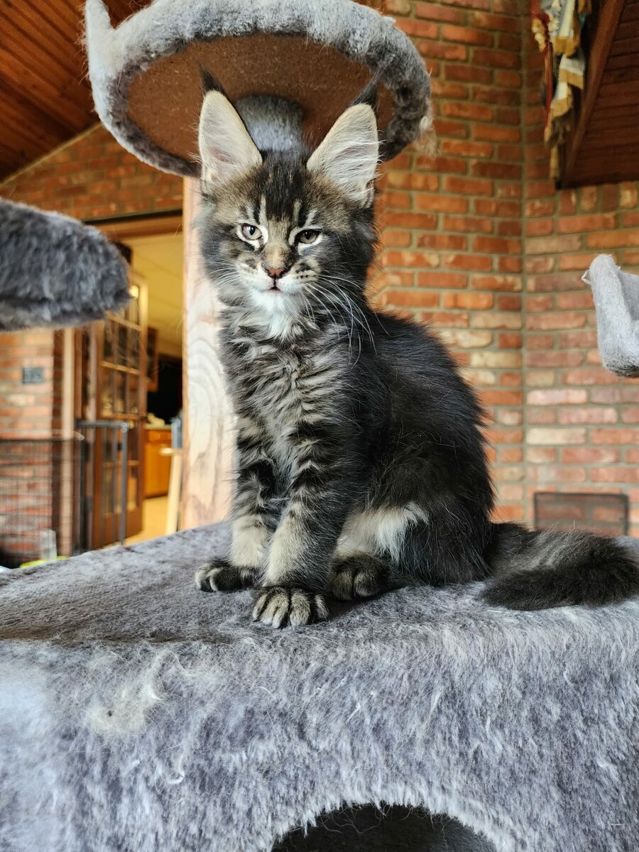 maine coon large kittens for sale near me breeders price cats cat ...