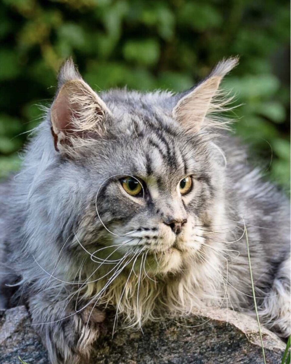 maine coon large kittens for sale near me breeders price cats cat ...