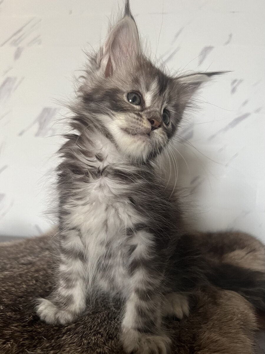 maine coon large kittens for sale near me breeders price cats cat ...