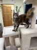 Fiona female / available