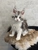 Maya female/ available