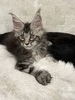 Murphy silver male/available