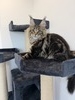 Prince Jr. male/ available