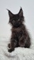 Valentin male black smoke neutered  / reserved for Daniel 
