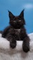 Vitalik male neutered/ reserved for Zack