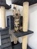 Arthur male/ available