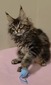Ginger female/ reserved for Ashley/ SOLD