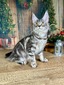 Celine silver neutered female/ SOLD