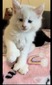 Dave Patterson / White poly kitten1/ male/ reserved for Macey/sun 7-7.15