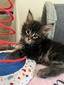 Damon/marble male/ reserved for Michelle/ 9-9-30 Sat