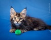 Charlie /black marble boy/ kitten1/reserved for Karen/Oct1st