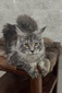 Isabelle  spayed female 6 months old / reserved for Shalom /SOLD