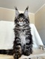Neo neutered male/ reserved tor Arty/ SOLD