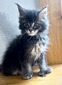 Googles /blue male polydactyl / available